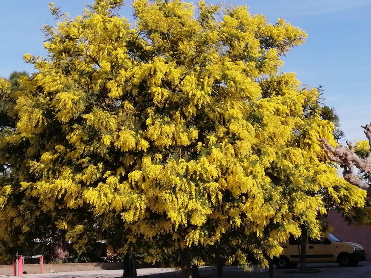 Les Cigalines Daire Saint-Cyprien  Dış mekan fotoğraf